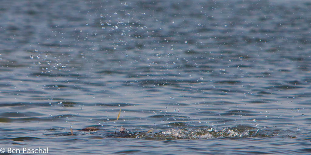 texas coast fly fishing